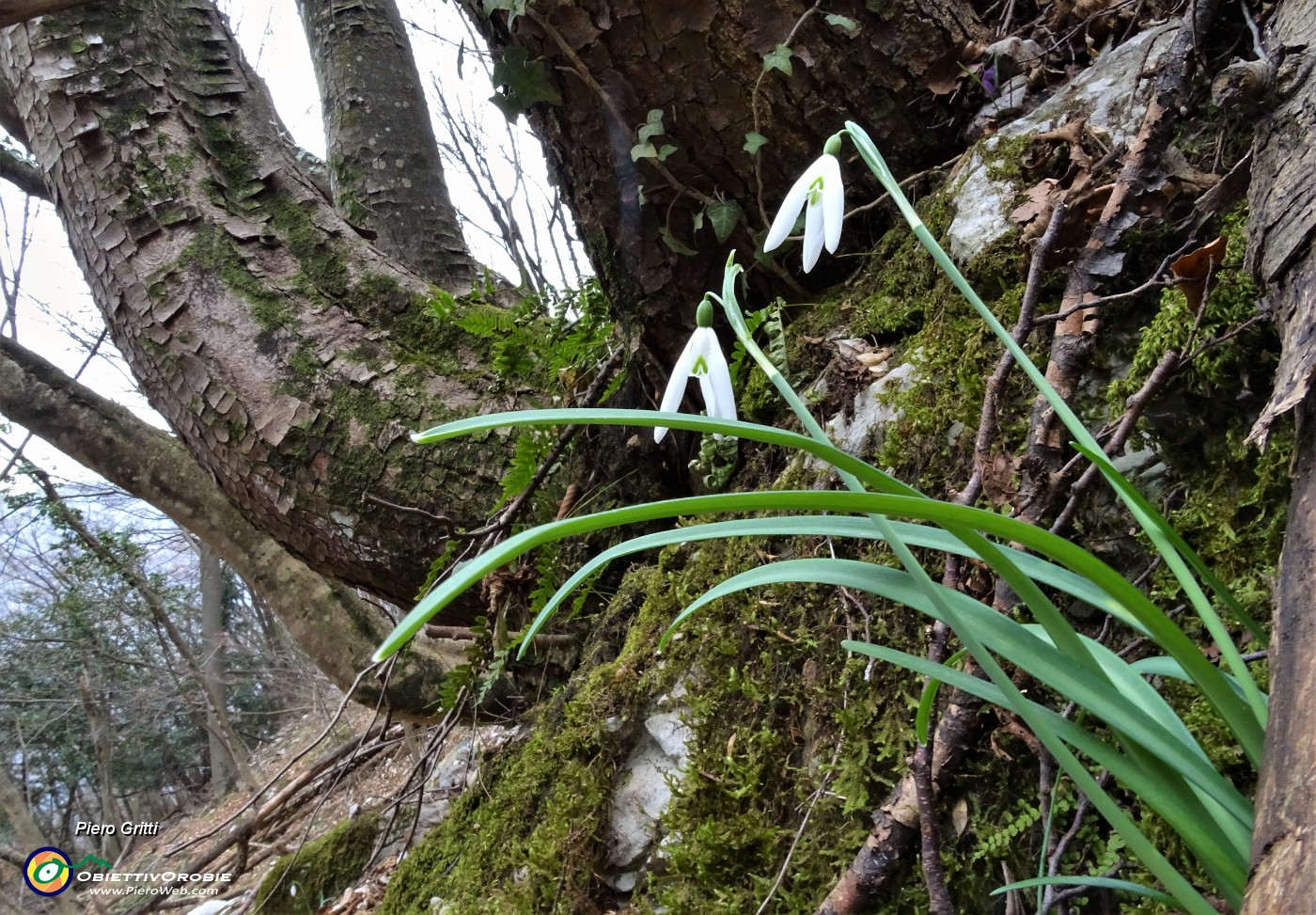 25 Bucanevi (Galanthus nivalis).JPG